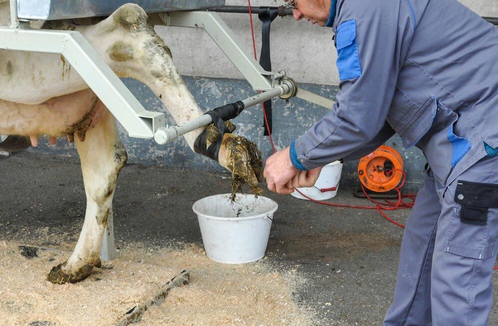 Pour éviter tout traitement pendant la phase de transition et de démarrage, les onglons doivent impérativement être contrôlés avant le tarissement.