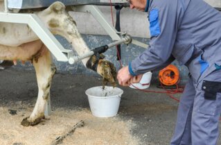 Pour éviter tout traitement pendant la phase de transition et de démarrage, les onglons doivent impérativement être contrôlés avant le tarissement.