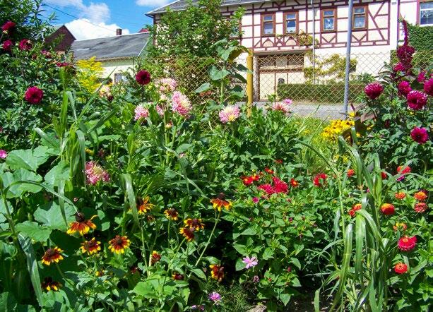Les vivaces décorent un jardin champêtre.