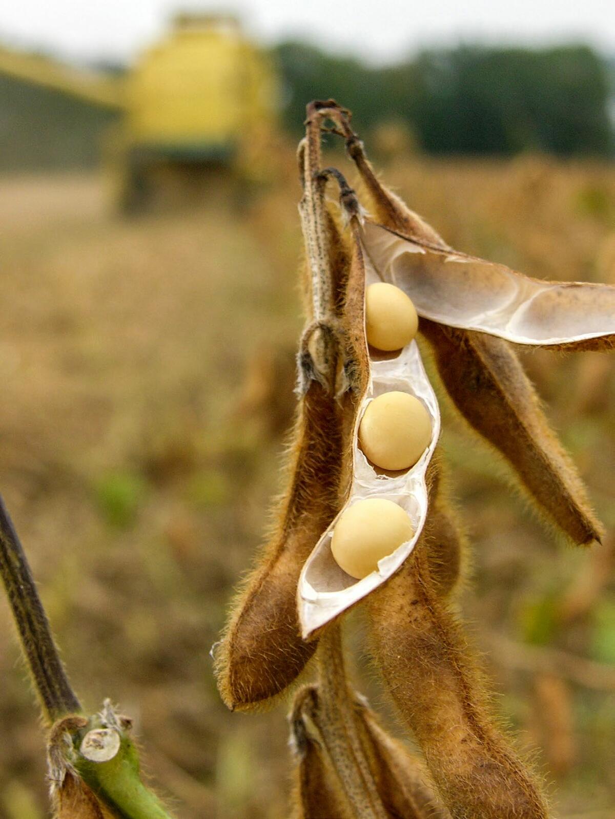 Anbau von Bio-Futtersoja