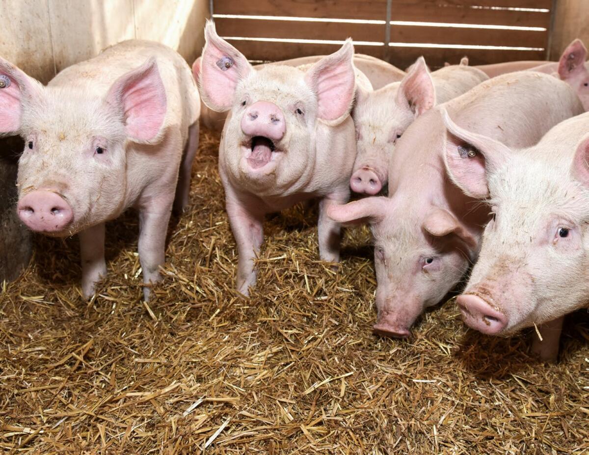 Schweinemast