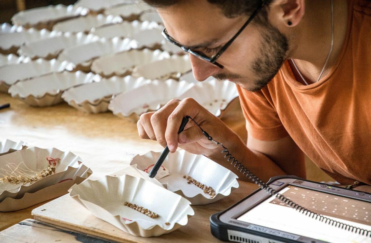 La qualité des semences de céréales à la loupe