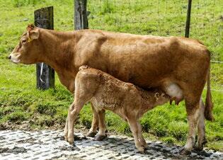 Le veau d’une vache affectée par une carence en sélénium peut lui-même souffrir d’un déficit. 