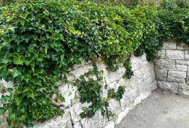 Le lierre est une plante peu exigeante qui couvre les surfaces.