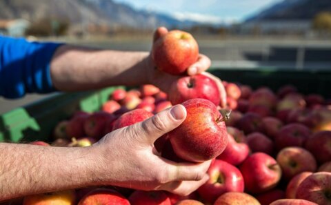 Aus Äpfeln, die bei fenaco Landesprodukte nicht für den Detailhandel aufbereitet werden können, produziert die Ramseier Suisse AG hochwertigen Apfelsaft.