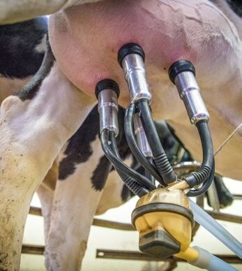 Die Kosten der Milchproduktion genau zu berechnen, ist nicht möglich.