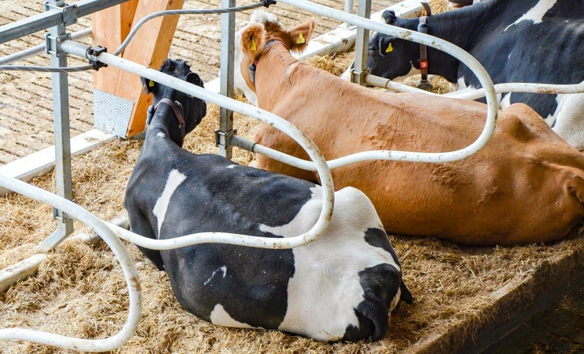 Hygienepulver in der Liegebox