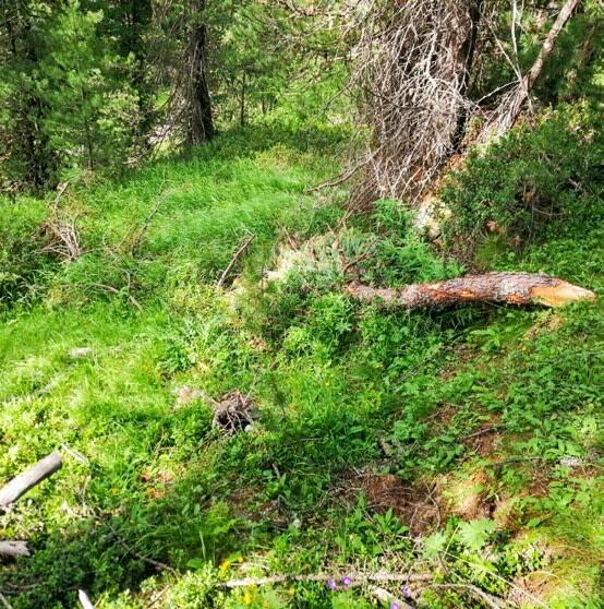 Der Wald macht es vor: Ein immer bedeckter Boden weist eine gute Struktur auf. 