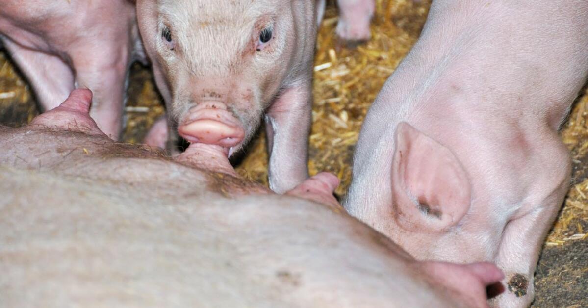Dans le présent exemple, les porcelets subissaient un traitement antibiotique dès leur premier jour de vie. L’aide apportée par les vétérinaires du SSP...