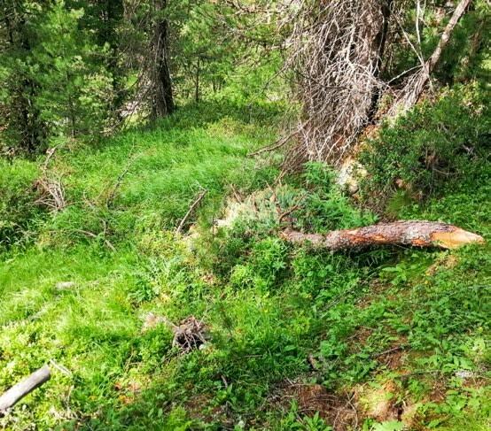 La forêt donne l’exemple: un sol constamment recouvert est le signe d’une structure saine. 
