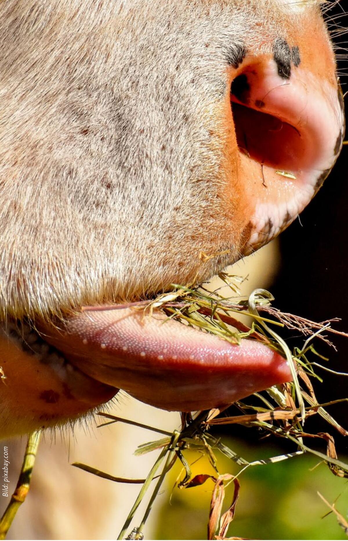 Approvisionner les vaches taries de manière optimale