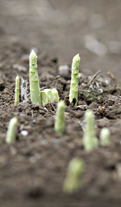 Spargeln werden bevorzugt auf leichten Böden angebaut.
