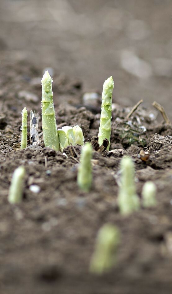 Spargeln werden bevorzugt auf leichten Böden angebaut.