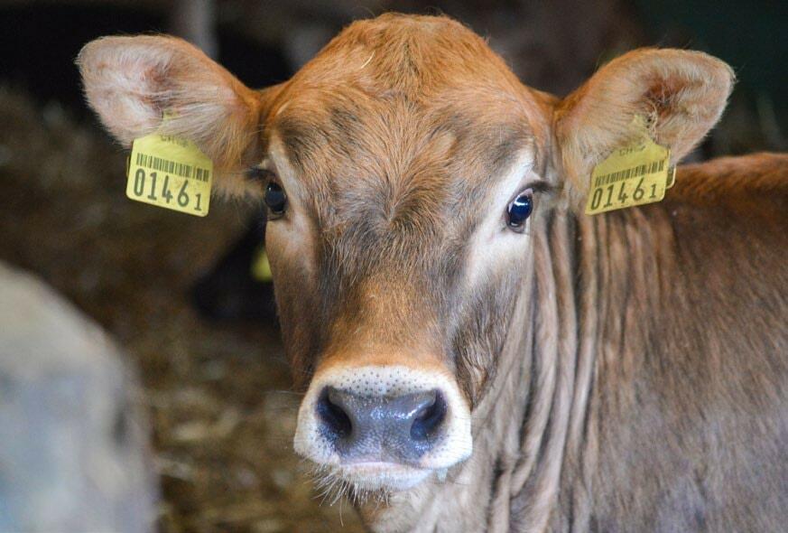 Die Gesundheitstränker waren gesünder und mussten weniger mediziniert werden als die konventionellen Tränker. 