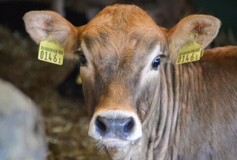 Die Gesundheitstränker waren gesünder und mussten weniger mediziniert werden als die konventionellen Tränker.