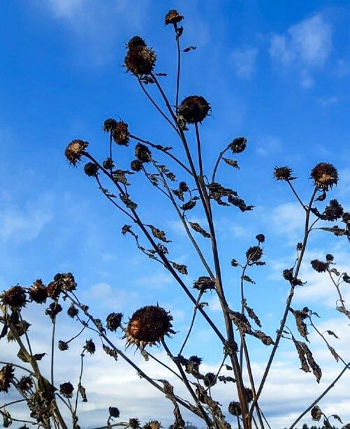 Die Samen von Stauden sind im Winter eine willkommene Nahrungsquelle für Wildtiere.