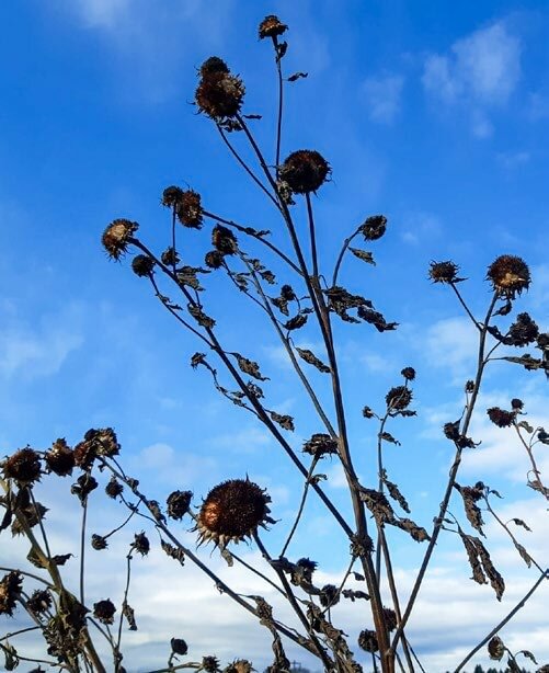 Die Samen von Stauden sind im Winter eine willkommene Nahrungsquelle für Wildtiere.