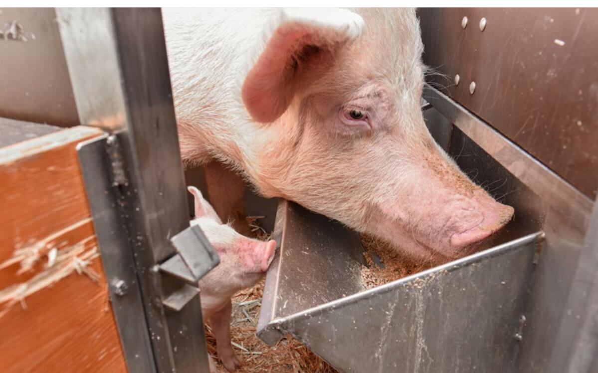 Die Bedürnisse der Sau während Trächtigkeit und Säugezeit sind sehr unterschiedlich.