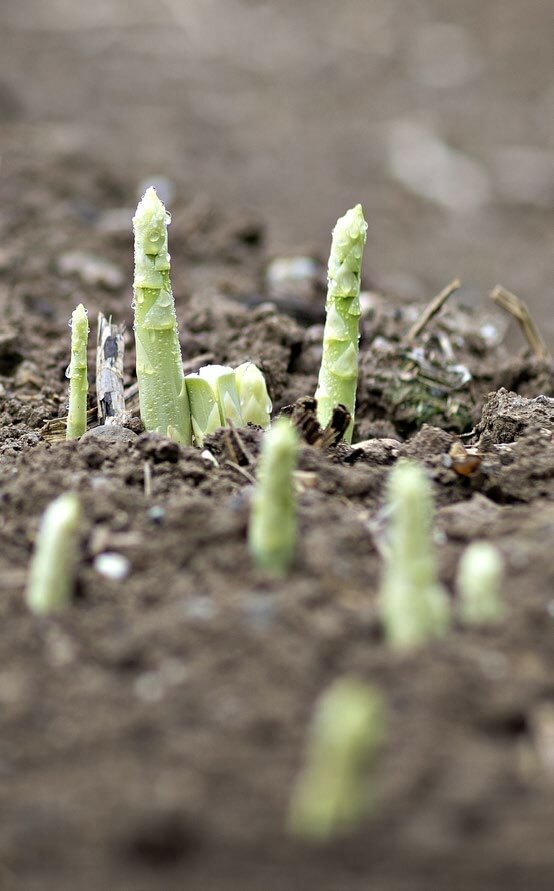 L’asperge préfère des sols légers