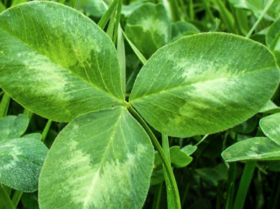 fenaco soutient la culture de plantes fourragères en Suisse