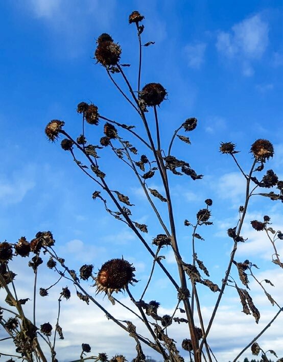 graines des arbustes 