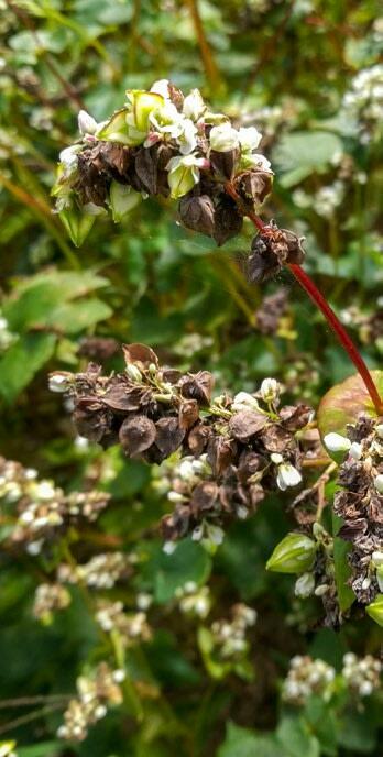 Les plantes dont la maturité est échelonnée portent des fleurs