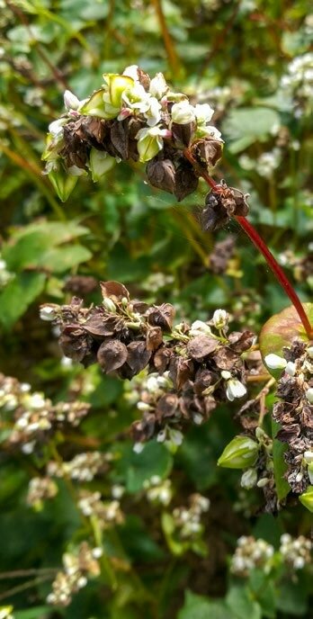Les plantes dont la maturité est échelonnée portent des fleurs