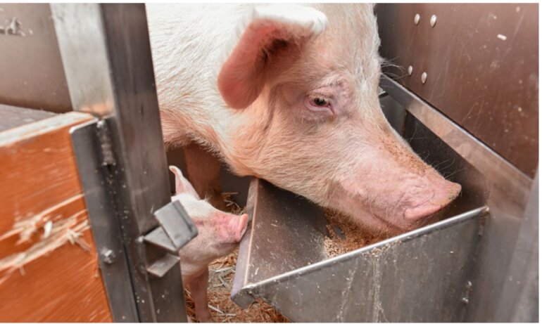 Les besoins de la truie diffèrent fortement entre la gestation et la phase d’allaitement