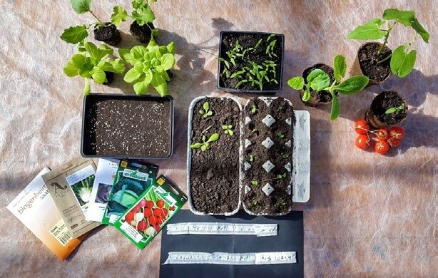 Für die Gemüseanzucht sind diverse Gefässe geeignet