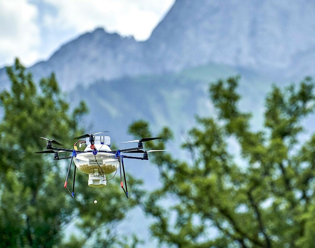 Les trichogrammes sont dispersés par drone