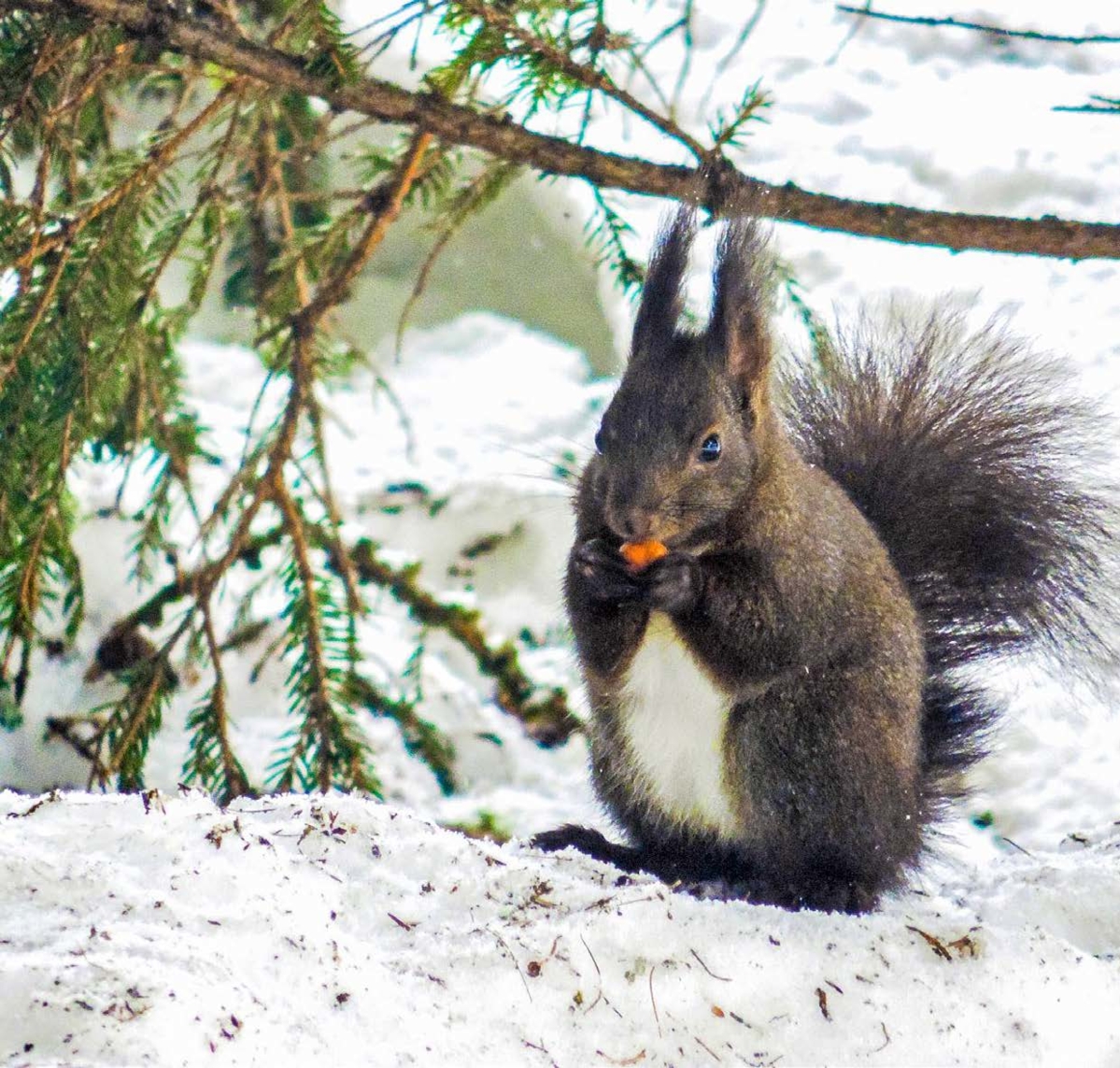 Découvrez comment vivent les écureuils roux en hiver 