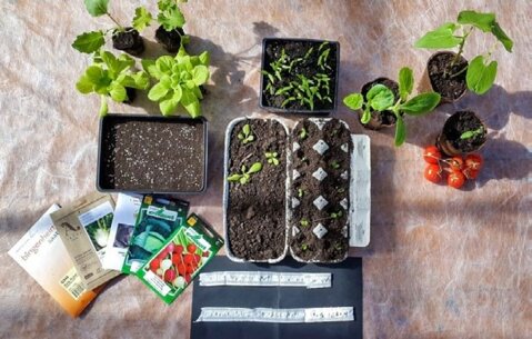 Divers types de récipients se prêtent à la culture des plants de légumes