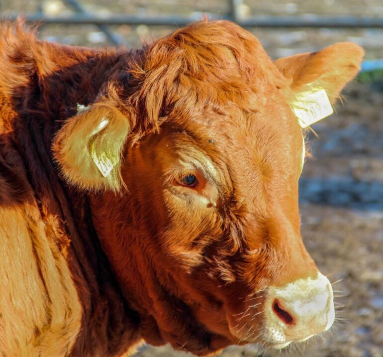 Mutterkuh mit der digitalen Ohrmarke Smartbow