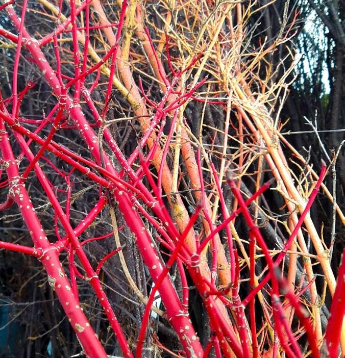 Bunte Gehölze bringen Farbe in den Winter