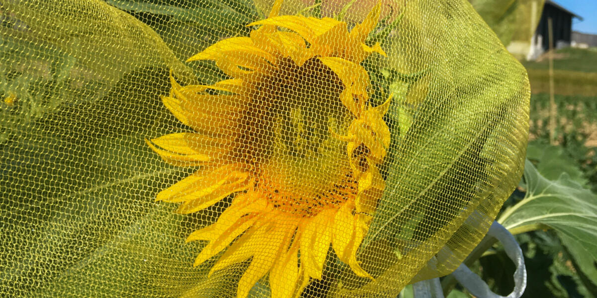 Zuchtlinien von HO-Sonnenblumen am Züchtungsstandort Rheinau ZH.