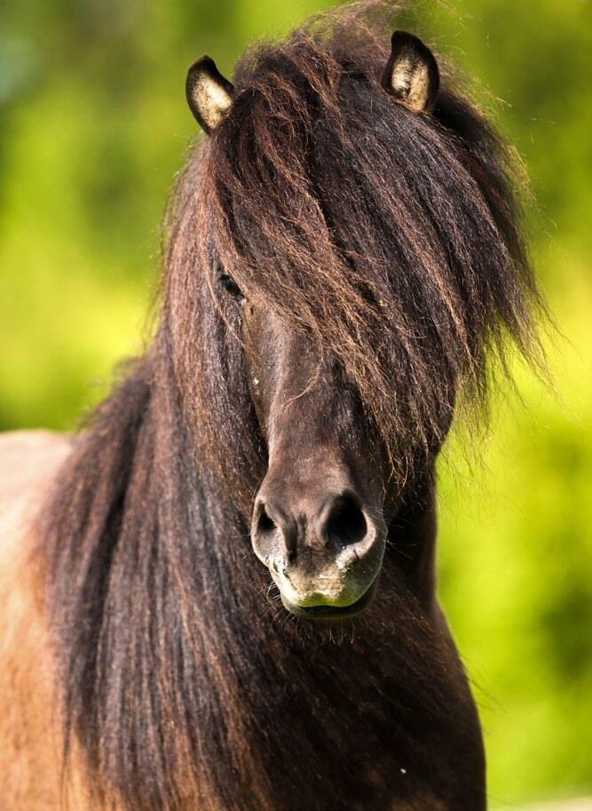 Die wichtigste Futtergrundlage bei jedem Pferd ist eine Fütterung mit strukturiertem, langfaserigem Heu.
