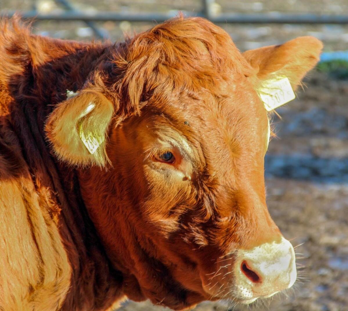 Les auxiliaires digitaux sont intéressants pour la détection précoce des chaleurs et des maladies, tant chez les bovins laitiers que chez les bovins de...