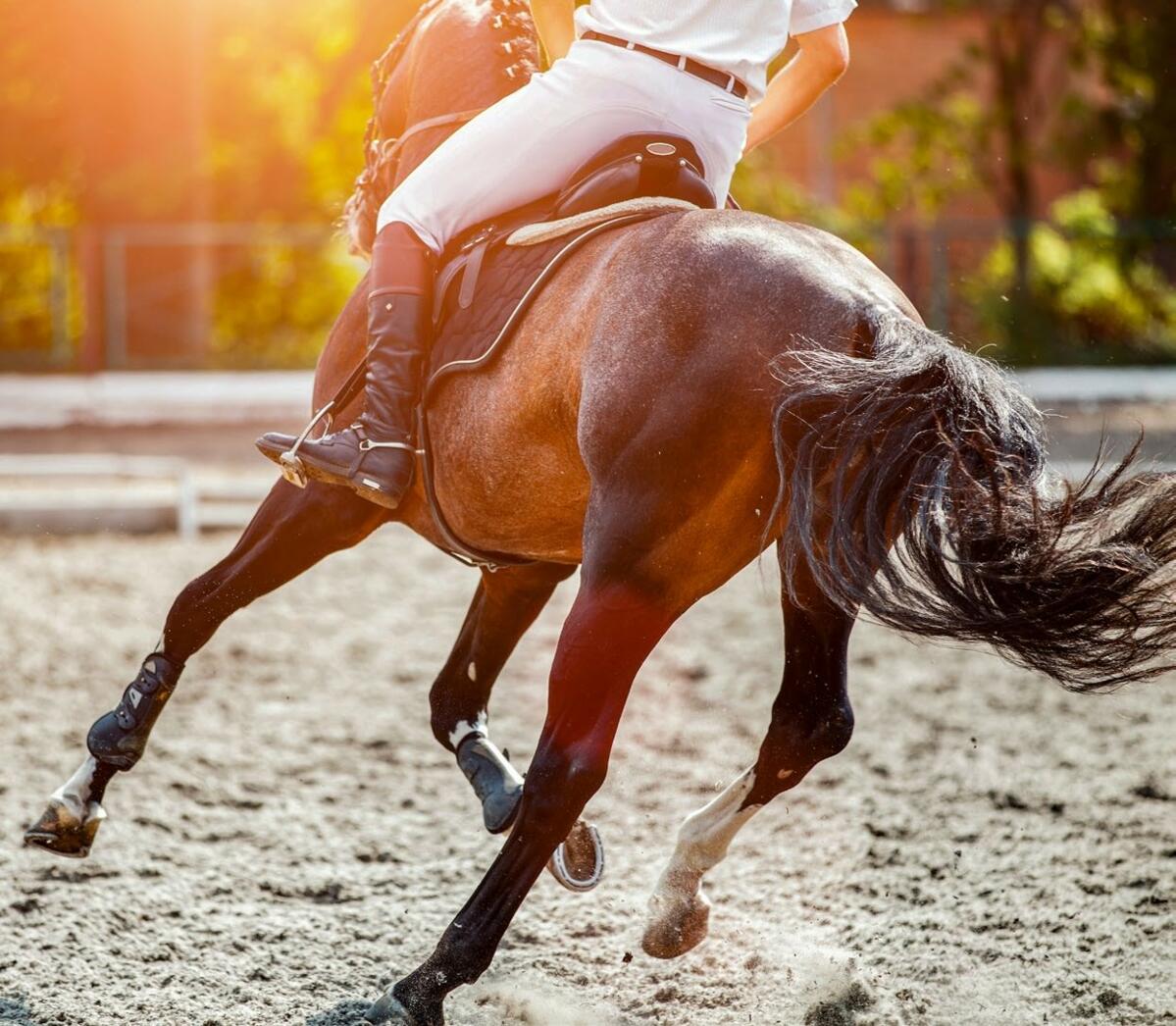 La nutrition équine moderne comprend des aliments adaptés à toutes les situations, indépendamment du fait qu’il s’agisse de chevaux de sport, de loisir ...