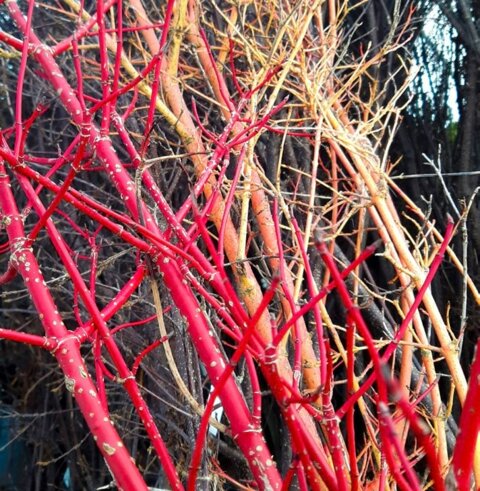 Les bosquets colorés apportent de la couleur à l’hiver