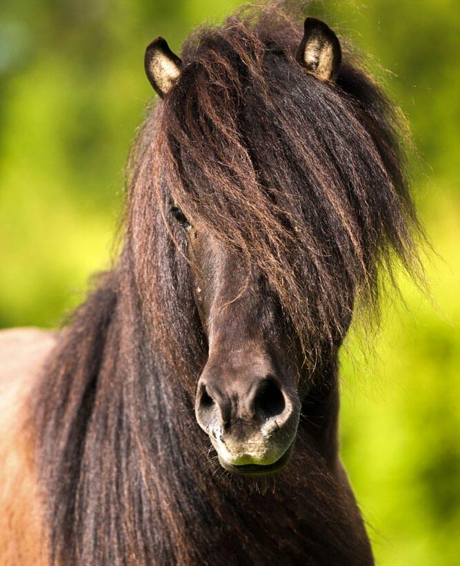Chez le cheval, le foin structuré et à longues fibres est la base de la ration.