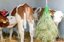 Les quartiers inactifs résultent souvent de veaux qui se tètent mutuellement.