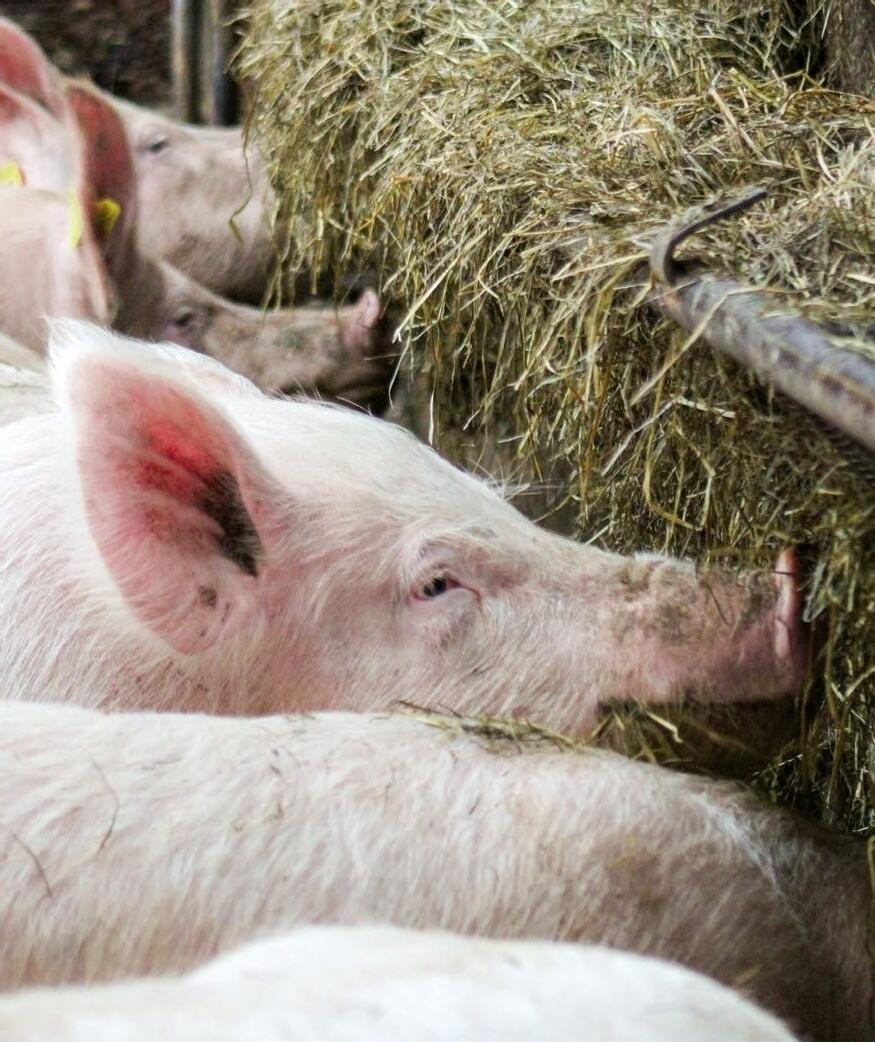 Eine Raufe, um Heu oder Stroh anzubieten, eignet sich für die Beschäftigung der Schweine