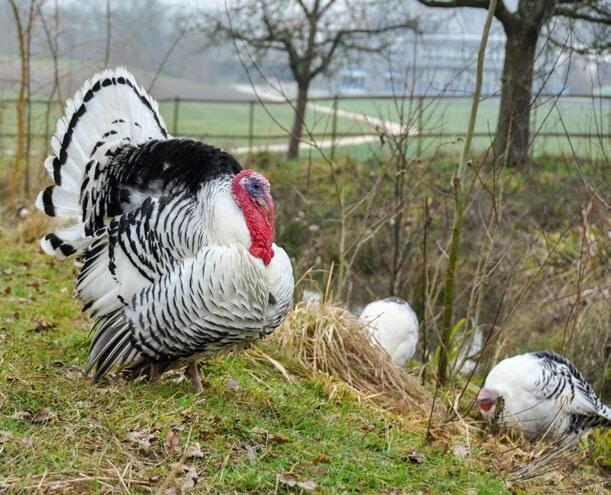 Naturnahe Haltung Und Futterung