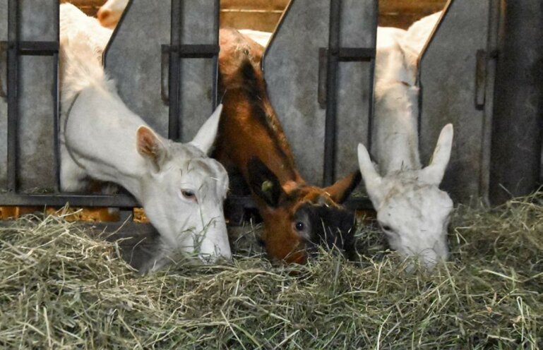 Ziegen an der Futterkrippe beim Fressen von Heu.