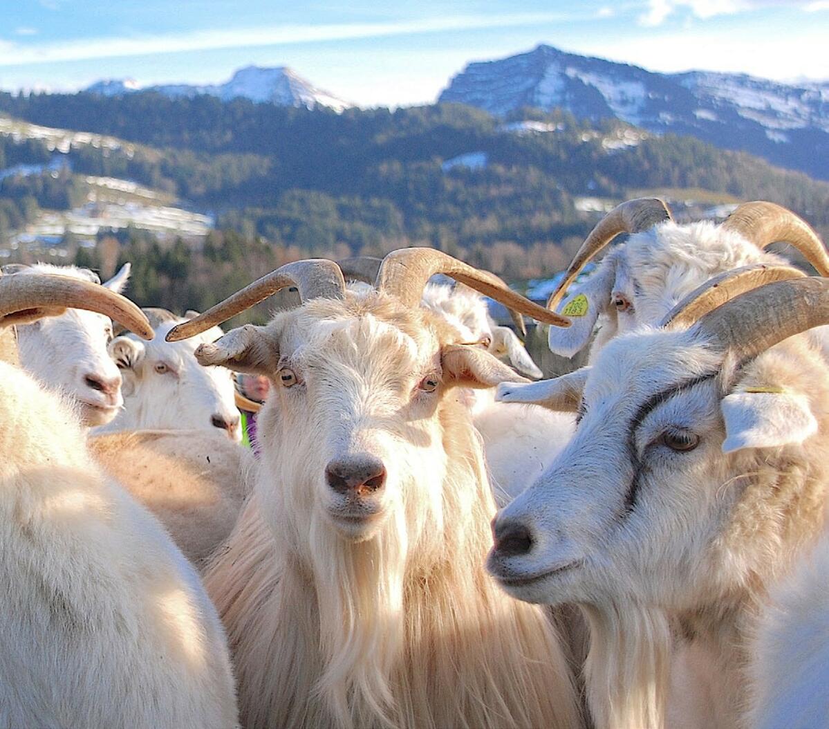 Edles Kaschmir Aus Dem Toggenburg