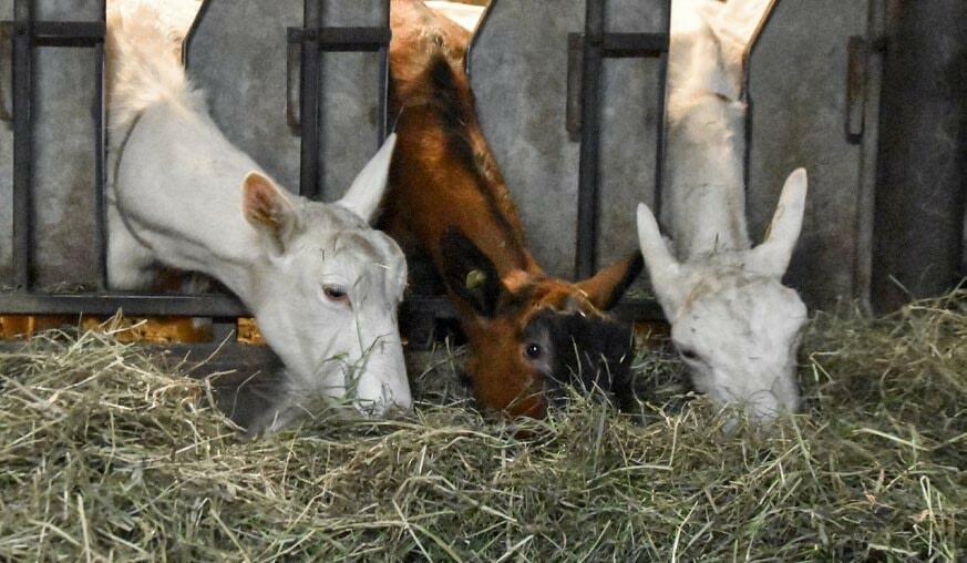 Il faut tenir compte du fait que les chèvres ont tendance à trier leur ration.