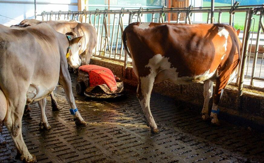 Les vaches peuvent éviter le robot racleur lorsqu’il circule.