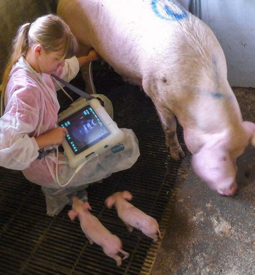 Untersuchung der Gebärmutter mittels Ultraschall.