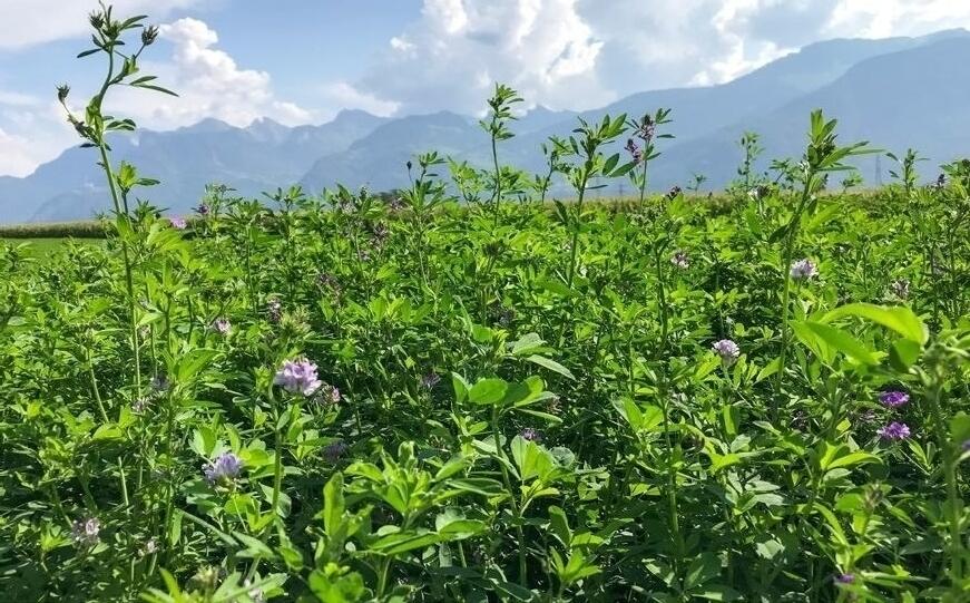 Um eine Mischung mit hohem Luzerne-Anteil anbauen zu können, müssen die Böden die richtigen Bedingungen aufweisen.