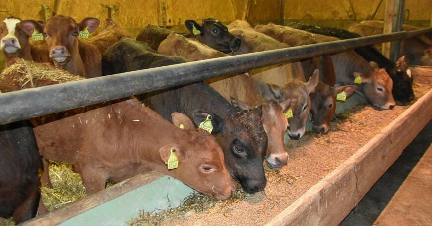 La famille Hug à Kesswil (TG) pratique un engraissement intensif.